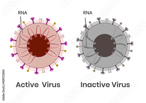 Coronavirus active and inactive with damaged genetic material