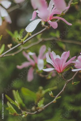 Blooming magnolia containing magnolia and tree. pink magnolia. Magnolia branches. Magnolia flowers close up