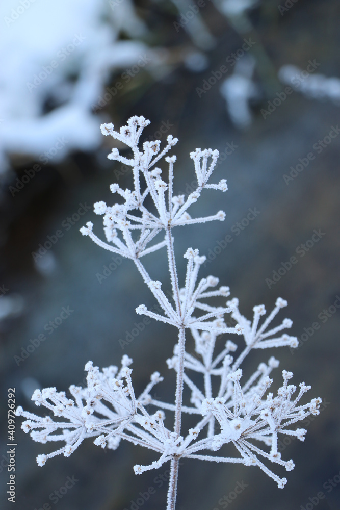 Winter, Blume, Schnee, Pflanze, gefroren, kalt, frostig Winter, Blume, Schnee, Pflanze, gefroren, kalt, frostig