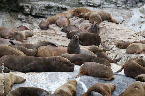 sea lions