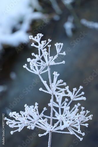 Winter, Blume, Schnee, Pflanze, gefroren, kalt, frostig © Henrike