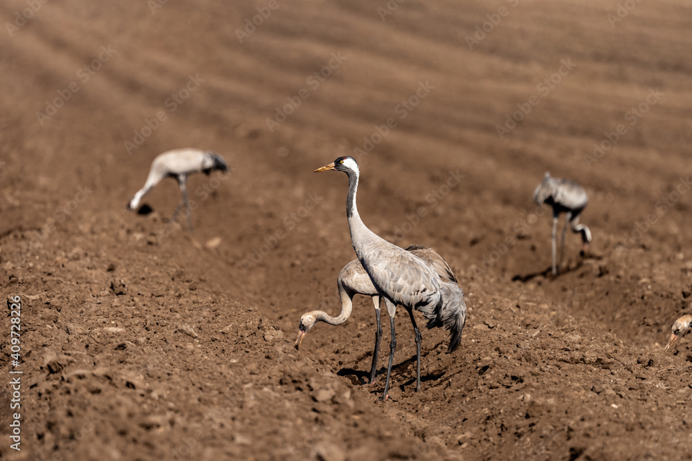Obraz premium Eurasian Crane in an early autumn morning in a plowed field near Agamon Hula, Israel. 