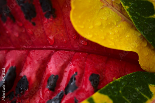 garden croton ornamental shrub variegated foliage natural floral macro background photo