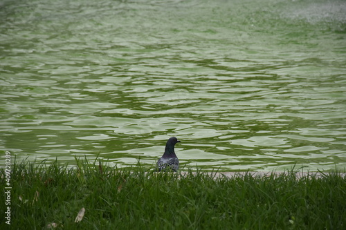 Pigeon stanfing  in front of the lake photo