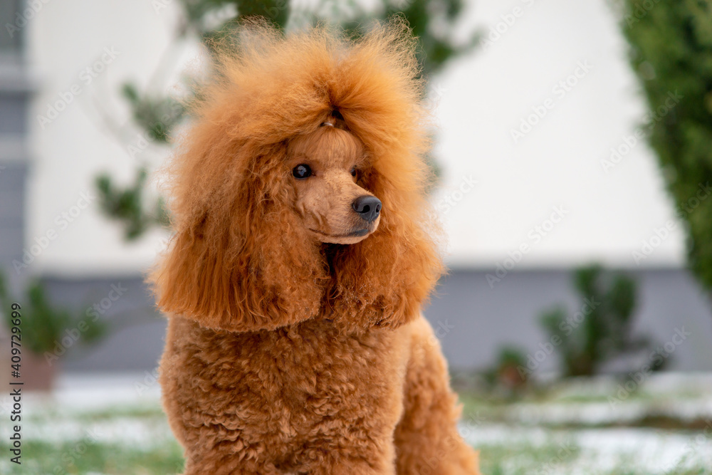 Fototapeta premium Portrait Beautiful little apricot poodle outdoors in the snow. Copy space