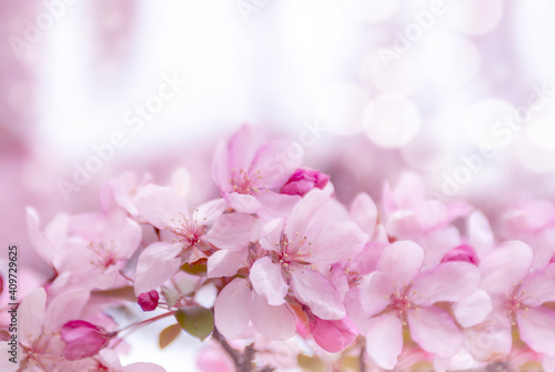 Pink flowers on cherry tree branch in spring morning in the rays of sunlight close-up on a soft blurred on pastel background.