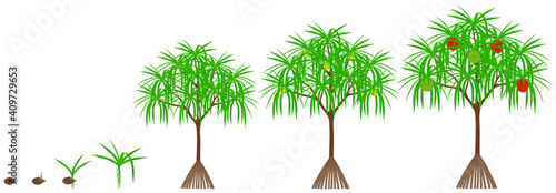 Cycle of growth of a pandanus tectorius tree with hala fruit on a white background.