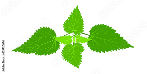 Medical herb burning nettle bush on a white background with streaks