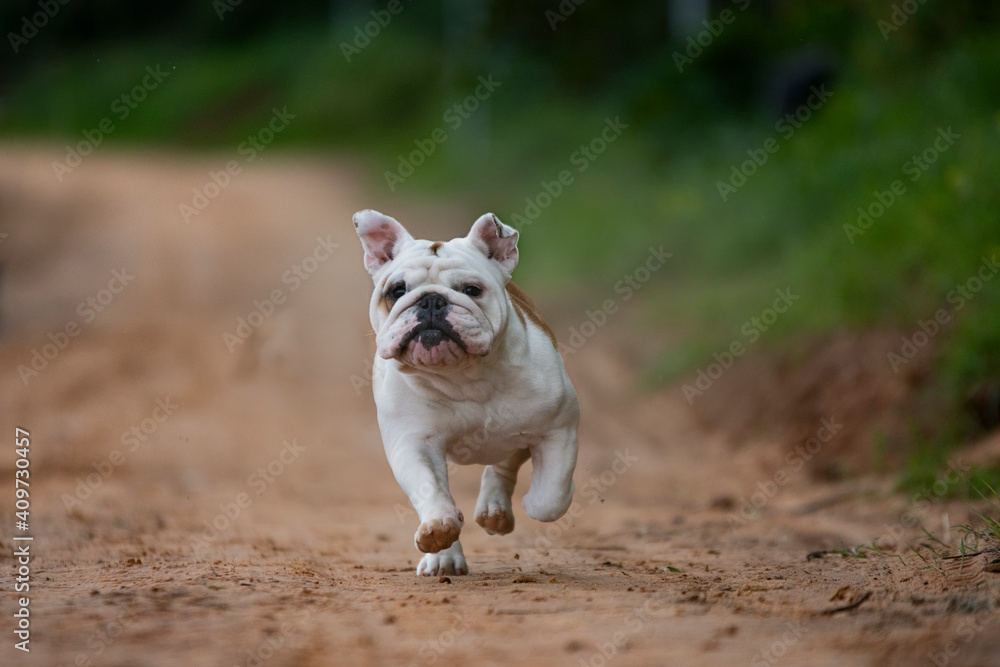 English bulldog running with happy face