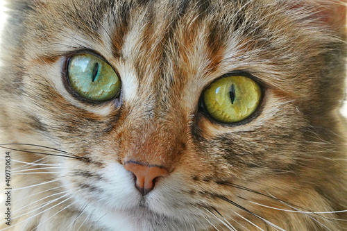 Domestic cat face with big eyes close-up, macro shot