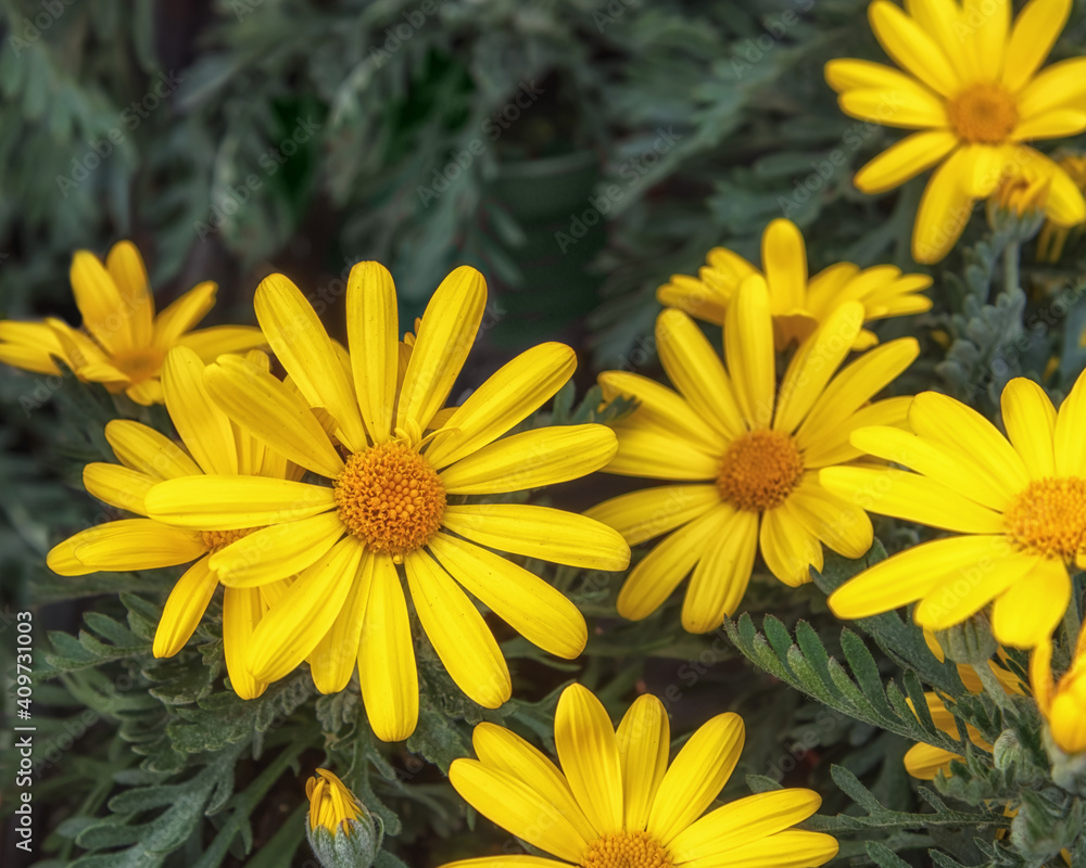 Fototapeta premium Euryops Field of yellow Golden Daisy. Flowers for balcony, park, garden. Flower background Top view