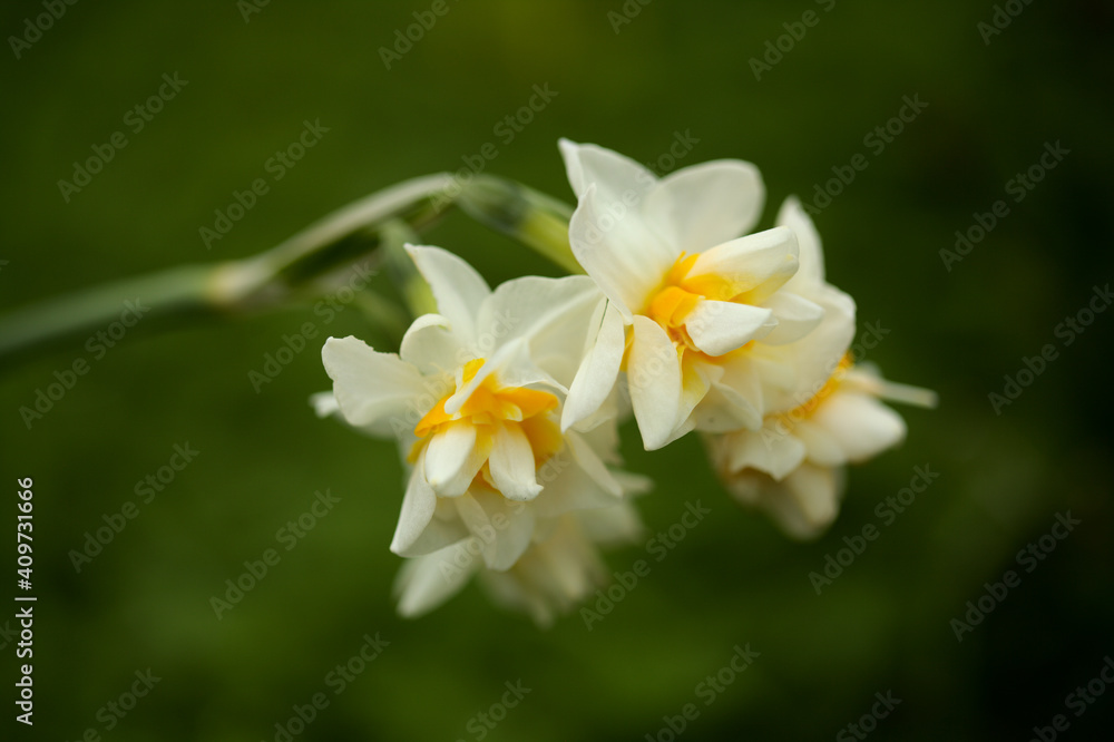 Flora of Gran Canaria - Narcissus tazetta natural macro floral background