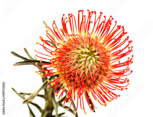 Red Leucospermum, AKA pincushion protea isolated on white background  photo