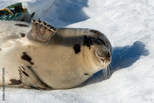 A large grey adult harp seal moving along the top of ice and snow.  You can see its flippers, dark eyes, claws and long whiskers. The gray seal has brown, beige and tan fur skin with a shiny coat.  photo