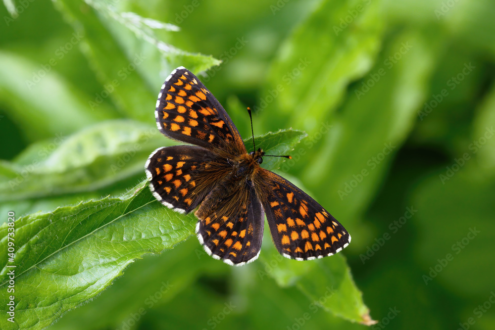 A Heath Fritillary Butterfly basking on green leaves. A Heath Fritillary Butterfly basking on green leaves.
