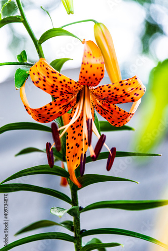 Tiger Lily flower