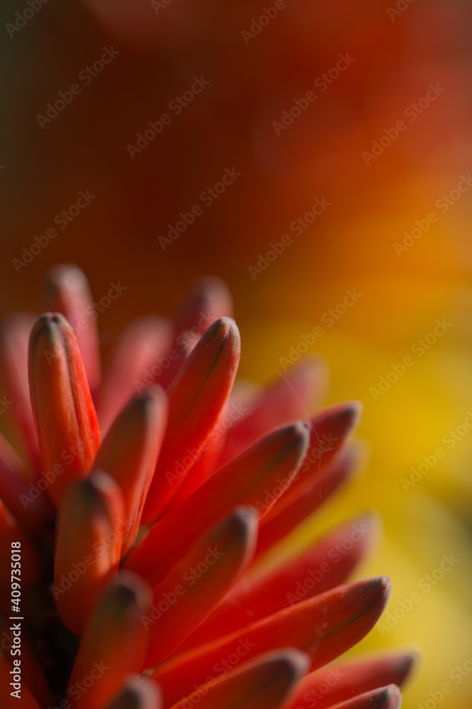 Aloe mutabilis bright inflorescence with orange, red, and yellow flowers, natural macro floral background