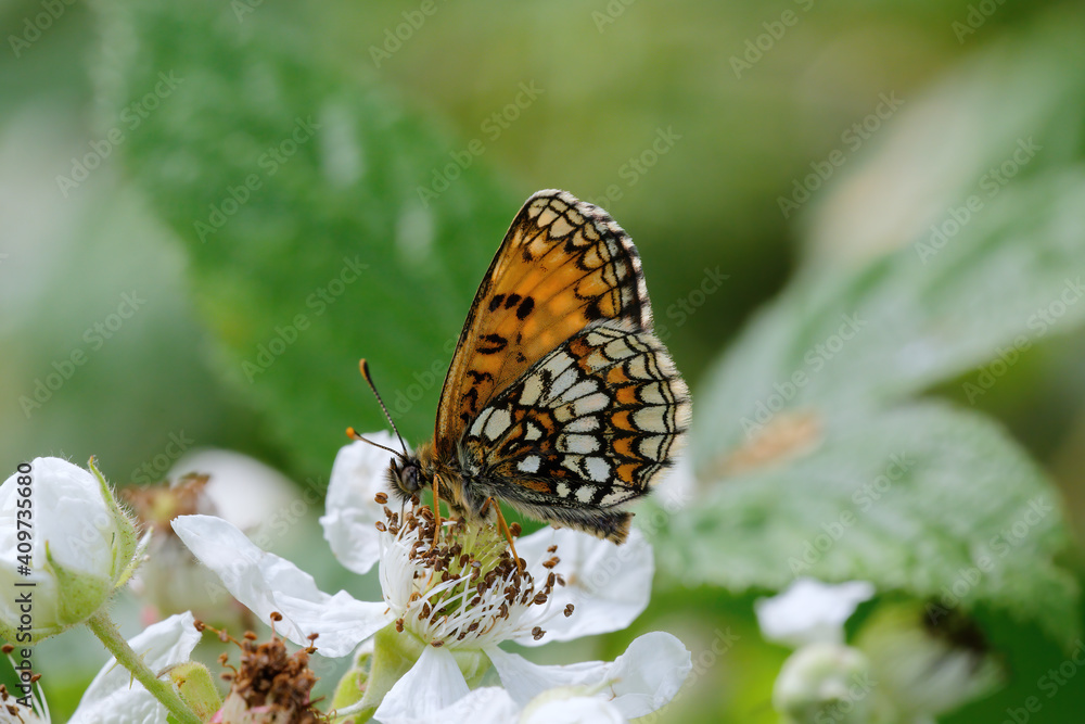 A Heath Fritillary Butterfly nectering on a Bramble flower. A Heath Fritillary Butterfly nectering on a Bramble flower.