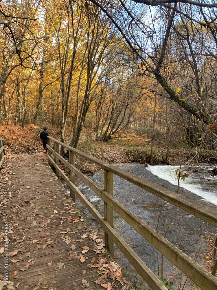 autumn in the woods autumn landscape autumn in the woods autumn landscape