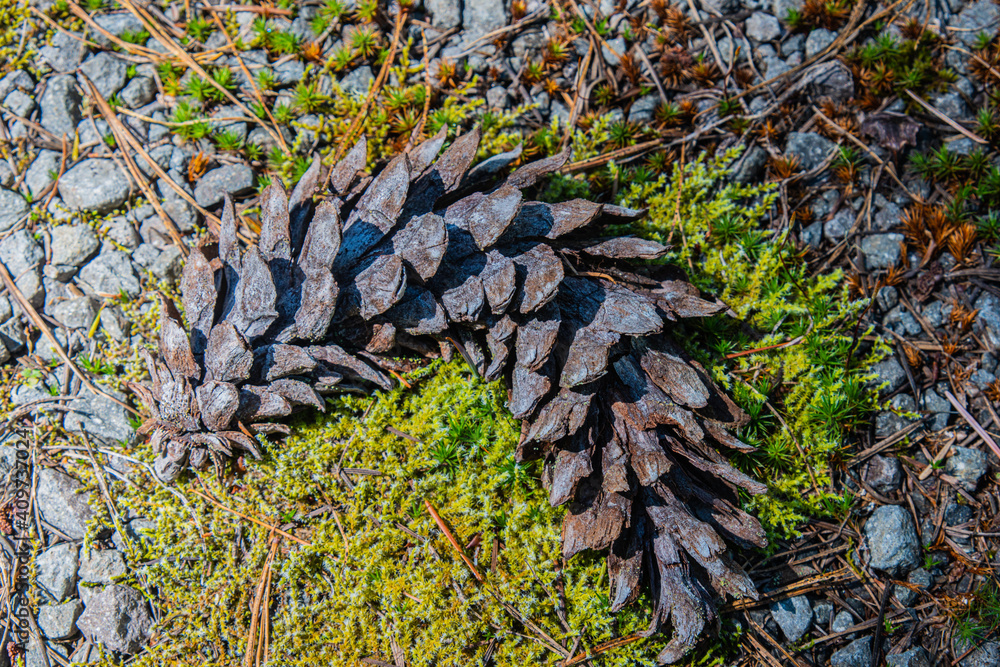 Obraz premium Pine-tree cone, moss