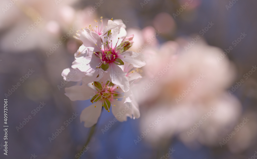 Horticulture of Gran Canaria - almond trees blooming in Tejeda in January, macro floral background Horticulture of Gran Canaria - almond trees blooming in Tejeda in January, macro floral background