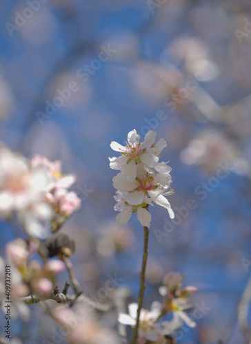 Horticulture of Gran Canaria -  almond trees blooming in Tejeda in January  macro floral background