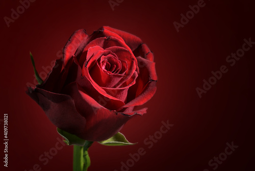 Deep red rose flower head against a dark red background with copy space, love symbol for valentines or mothers day