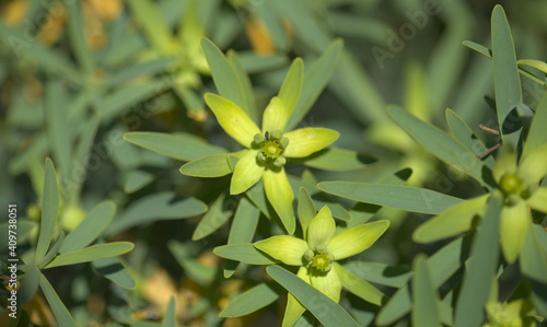 Flora of Gran Canaria -  small green yellow flowers of Euphorbia balsamifera, balsam spurge, native to Canary Islands and floral symbol of Lanzarote
 photo