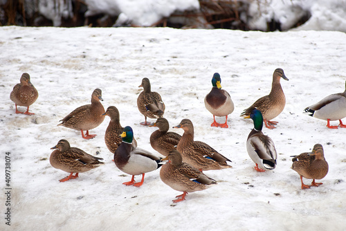 wild ducks on a frozen snow-covered lake. winter landscape