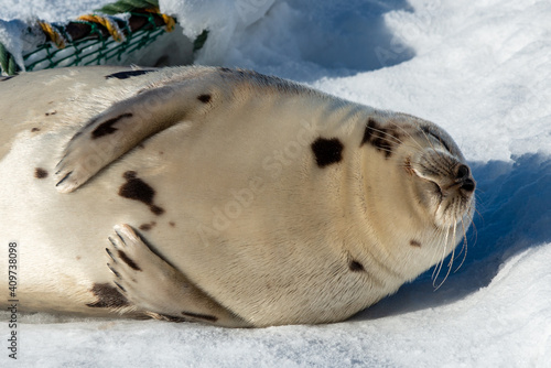 Tableau sur toile A young harp seal lays on white snow among beach grass in the cold winter
