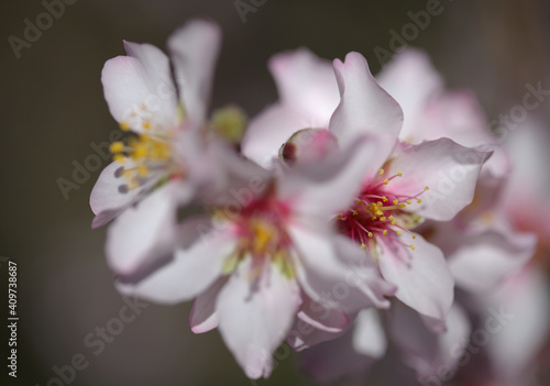 Horticulture of Gran Canaria -  almond trees blooming in Tejeda in January, macro floral background  © Tamara Kulikova