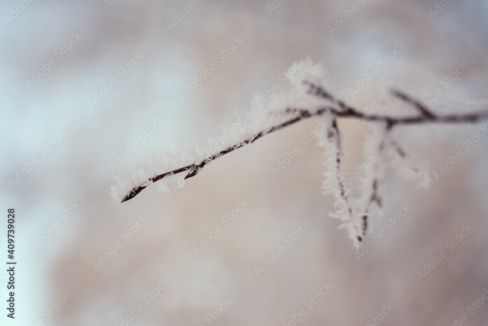 Frozen tree branches with a blurred background. Frozen tree branches with a blurred background.