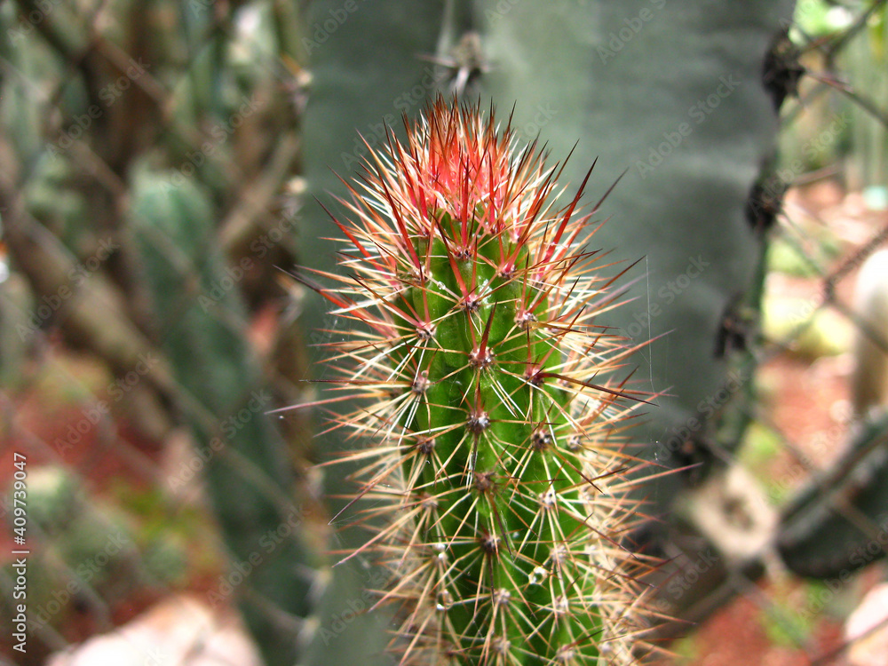 Desert nature texture of cactus with thorns. Desert nature texture of cactus with thorns.