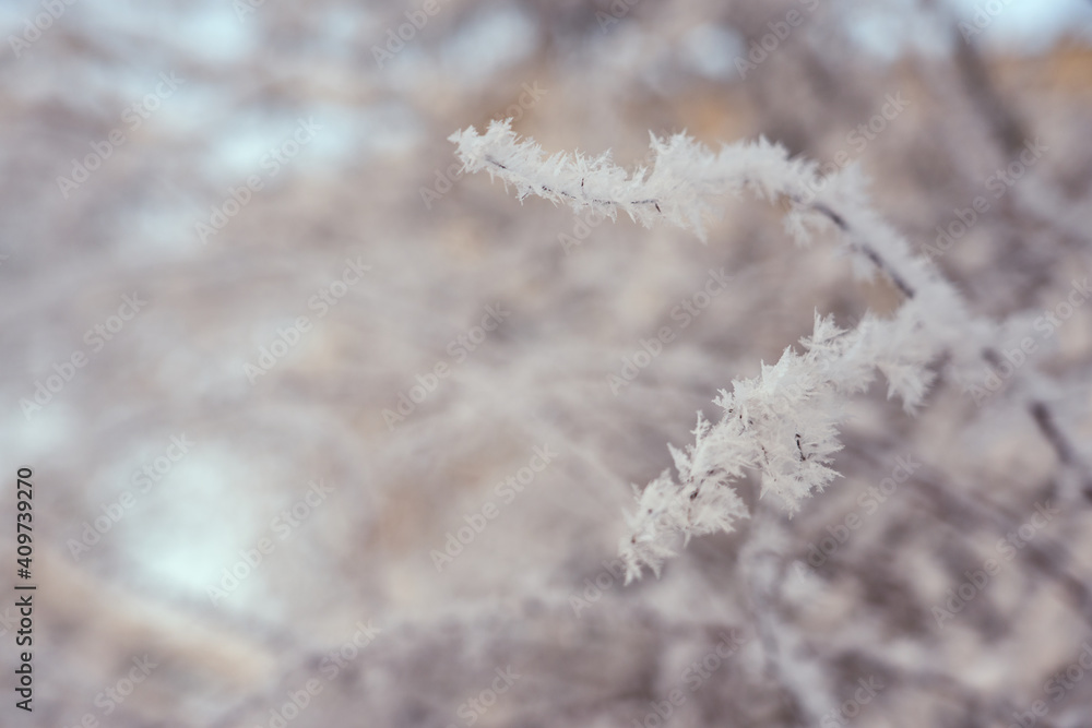 Frozen tree branches with a blurred background. Frozen tree branches with a blurred background.