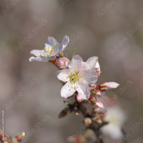 Horticulture of Gran Canaria - almond trees blooming in Tejeda in January, macro floral background 