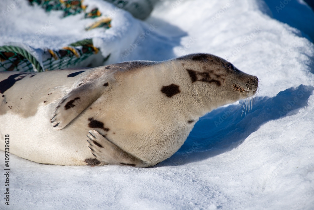 Obraz premium A young harp seal lays on white snow among beach grass in the cold winter. The wild animal has grey fur with harp shaped spots on its skin. The animal has dark eyes, long whiskers and a blubber belly