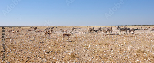 Wildlife and landscape in Etoscha-Nationalpark. photo