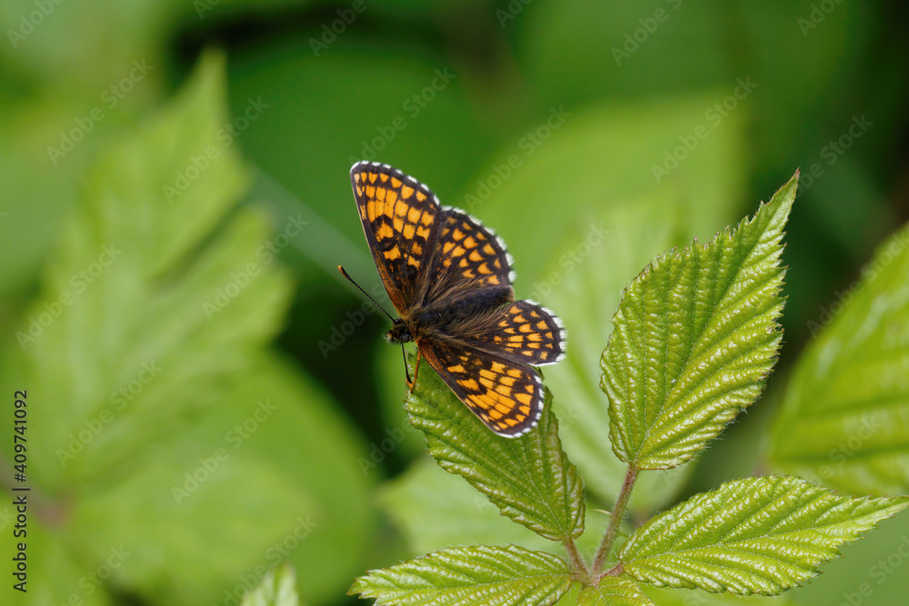 A Heath Fritillary Butterfly basking on a Bramble leaf. A Heath Fritillary Butterfly basking on a Bramble leaf.