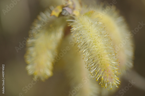 Flora of Gran Canaria -  Salix canariensis, Canary Islands willow, soft light yellow catkins flowering in winter photo