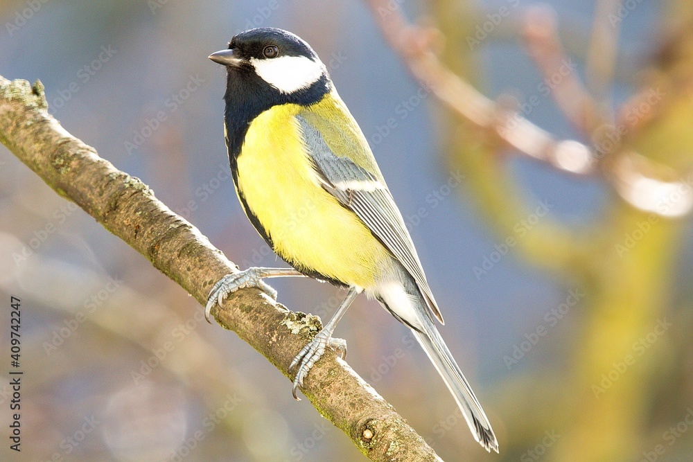 Naklejka premium The great tit (Parus major) on tree branch