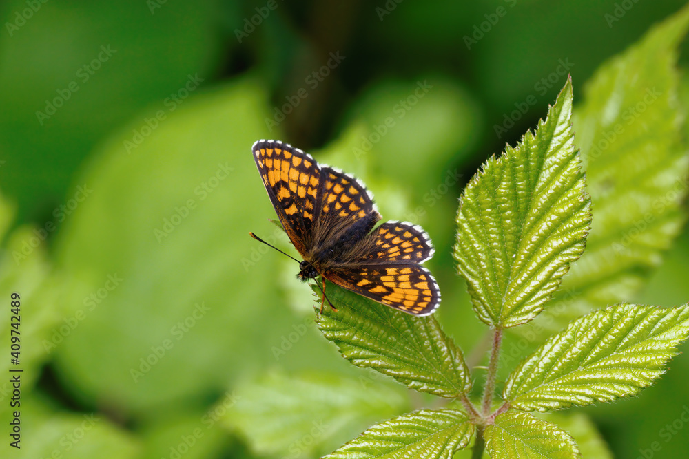 A Heath Fritillary Butterfly basking on a Bramble leaf. A Heath Fritillary Butterfly basking on a Bramble leaf.