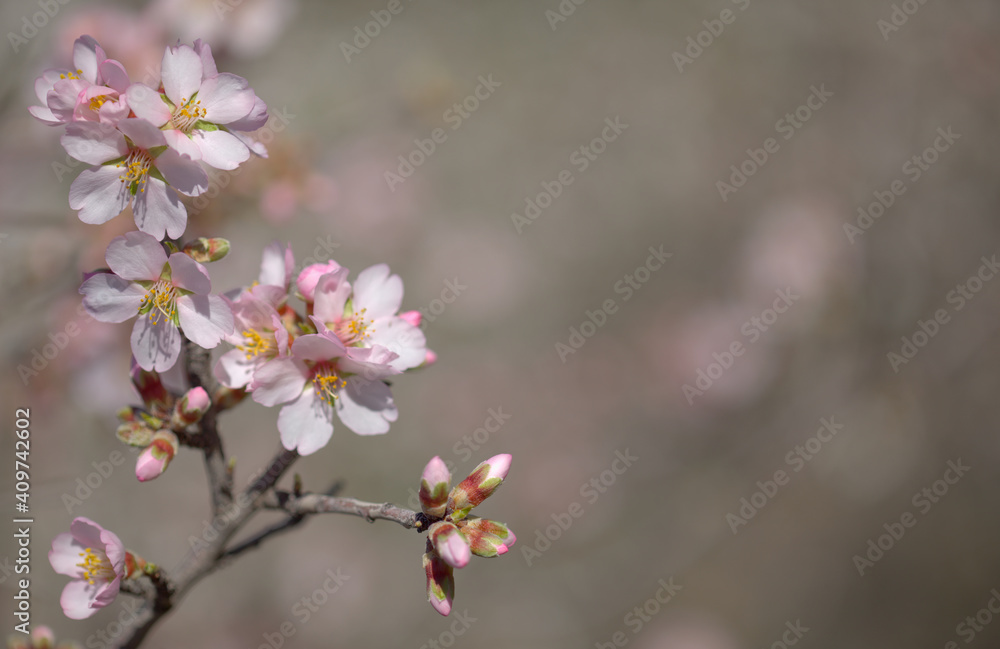 Horticulture of Gran Canaria - almond trees blooming in Tejeda in January, macro floral background Horticulture of Gran Canaria - almond trees blooming in Tejeda in January, macro floral background