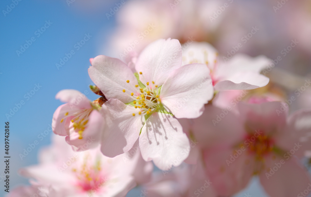 Horticulture of Gran Canaria - almond trees blooming in Tejeda in January, macro floral background
Horticulture of Gran Canaria - almond trees blooming in Tejeda in January, macro floral background