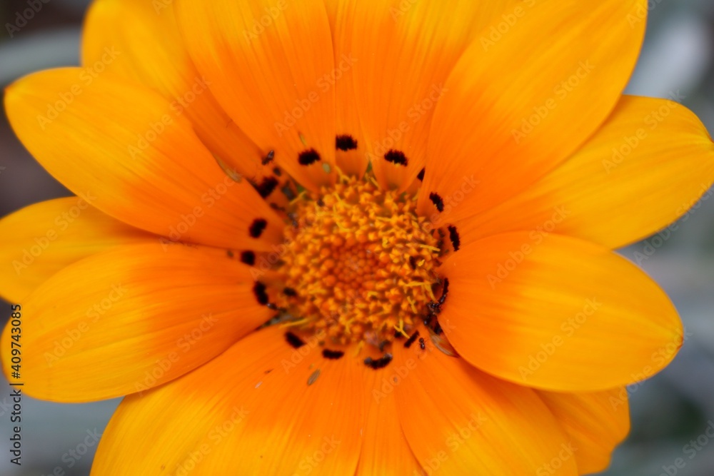 orange flower closeup orange flower closeup