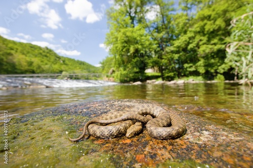 Dice snake (Natrix tessellata) on the stone in the middle of river