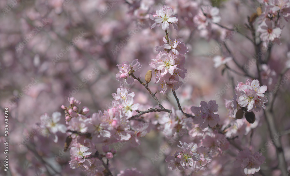 Horticulture of Gran Canaria -  almond trees blooming in Tejeda in January, macro floral background

