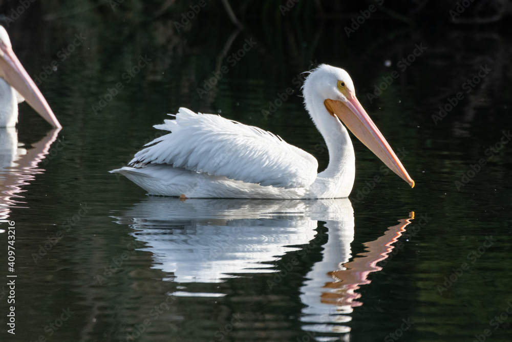 White Pelican swimming to right side of estuary water with beak reflecting in the surface.
White Pelican swimming to right side of estuary water with beak reflecting in the surface.