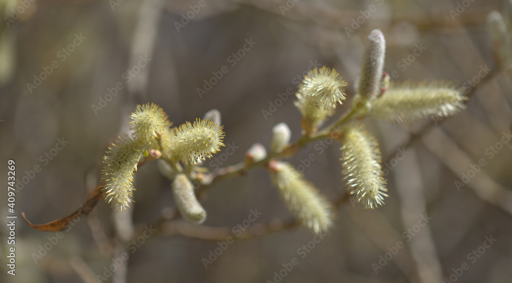 Flora of Gran Canaria - Salix canariensis, Canary Islands willow, soft light yellow catkins flowering in winter Flora of Gran Canaria - Salix canariensis, Canary Islands willow, soft light yellow catkins flowering in winter