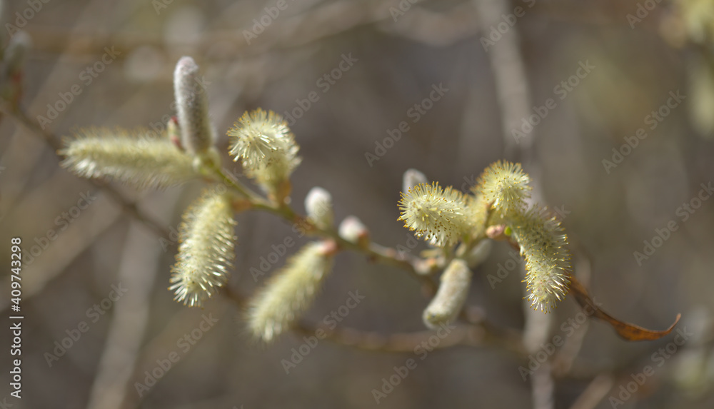 Flora of Gran Canaria - Salix canariensis, Canary Islands willow, soft light yellow catkins flowering in winter Flora of Gran Canaria - Salix canariensis, Canary Islands willow, soft light yellow catkins flowering in winter