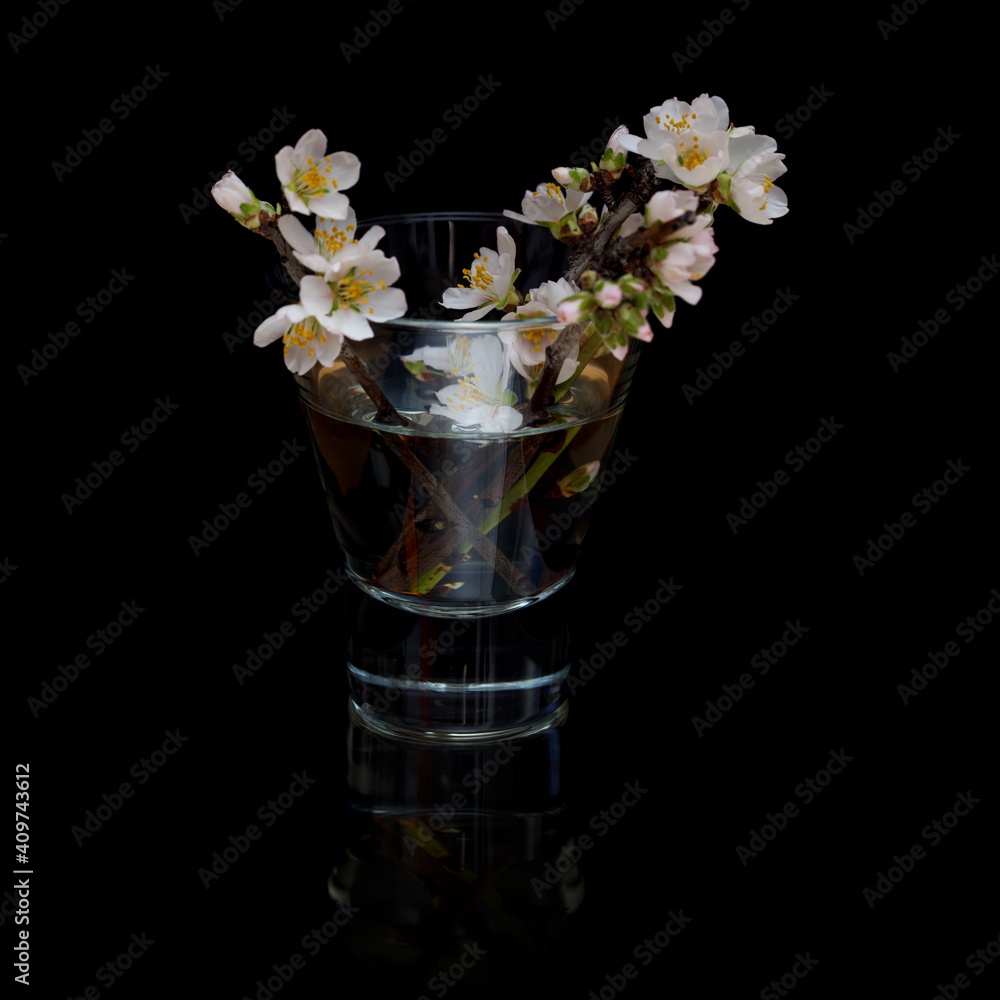 Almond tree twigs blooming, isolated on balck background 